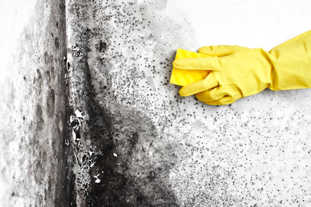 Best Post-Flood Mold Remediation in American Falls, ID