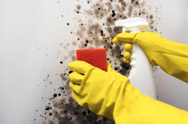 Best Black Mold Remediation in American Falls, ID